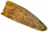 Real Fossil Spinosaurus Tooth - Feeding Worn Tip #365653-1